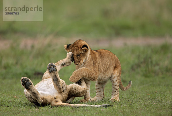 Zwei Löwenjungen  panthera leo  spielen  Masai Mara National Reserve  Kenia  Ostafrika  Afrika