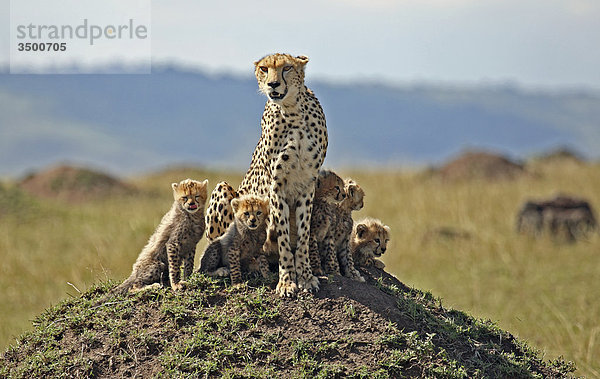 Gepard  Acinonyx jubatus  und Jungtiere  Afrika