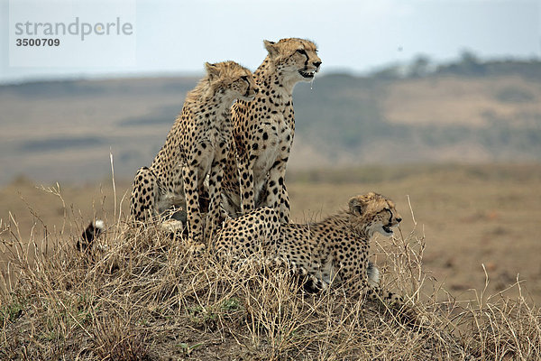 Drei Geparden  Acinonyx jubatus  Masai Mara National Reserve  Kenia  Ostafrika  Afrika