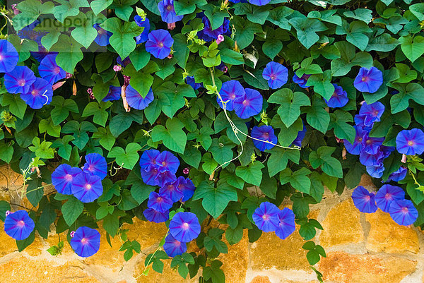 Kletterpflanze mit blauen Blüten  Mallorca