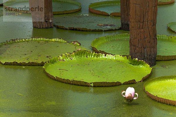 Lotuspflanzen auf dem Wasser  Freilichtmuseum Mueang Boran  Bangkok  Thailand