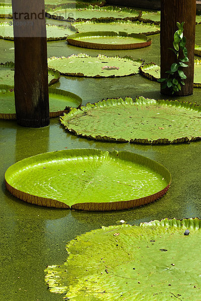 Lotuspflanzen auf dem Wasser  Freilichtmuseum Mueang Boran  Bangkok  Thailand