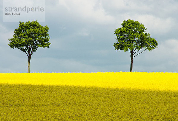 Blühendes Rapsfeld  Niedersachsen  Deutschland