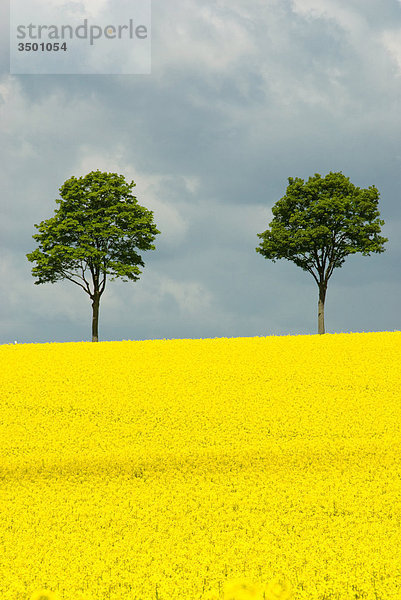 Blühendes Rapsfeld  Niedersachsen  Deutschland