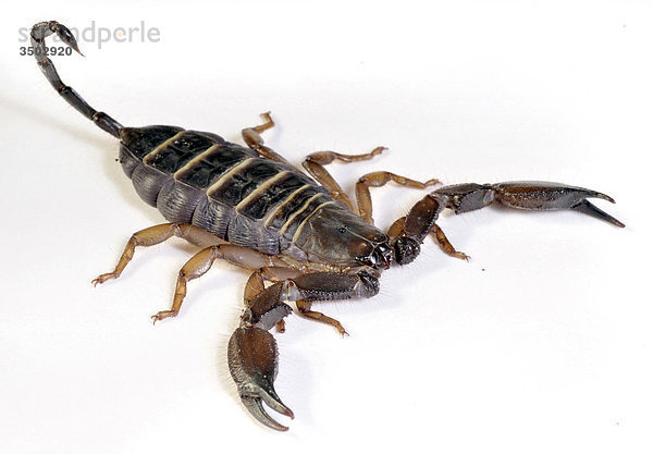 Flat Rock Scorpion (Hadogenes Troglodytes)