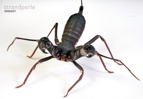 Peitsche Scorpion  Thelyphonus sp