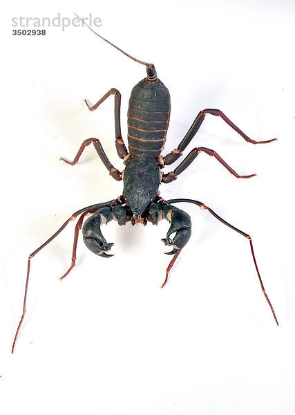 Peitsche Scorpion  Thelyphonus sp