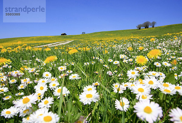 Wiese mit blühendem Löwenzahn und Gänseblümchen  Allgäu  Deutschland