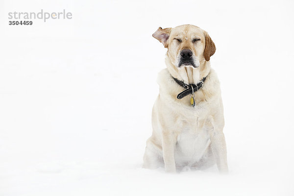 Yellow Labrador-Apportierhund sitzen im freien in weht Schnee  Winnipeg  Manitoba