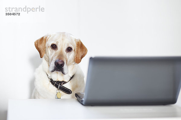 Yellow Labrador-Apportierhund sitzen vor Laptop-computer