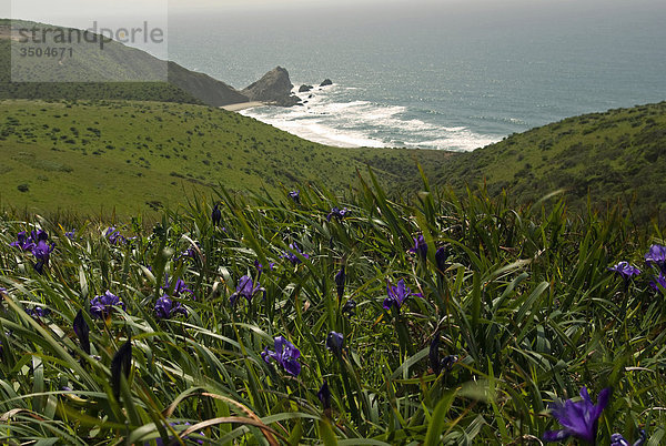 Wild Iris wachsen auf Hügeln über Pazifischen Ozean  Point Reyes National Seashore  Kalifornien
