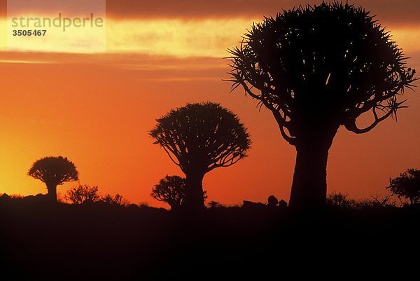 Afrika  Namibia  Keetmanshoop Wald  Flimmern Bäume bei Sonnenuntergang
