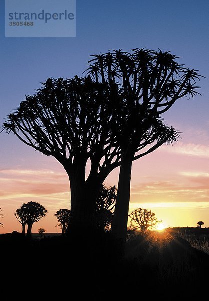 Afrika  Namibia  Keetmanshoop Wald  Flimmern Bäume bei Sonnenuntergang