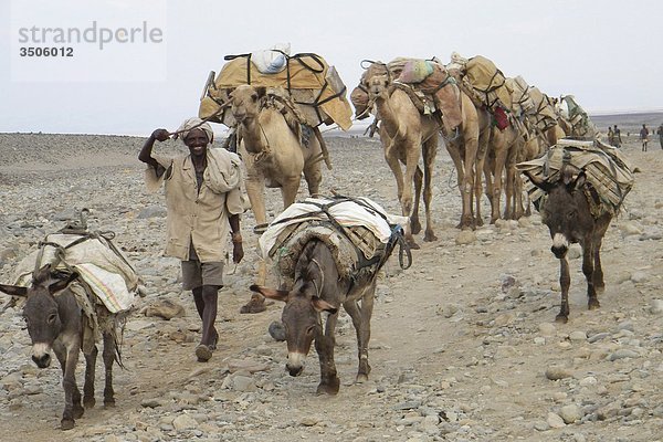 Afrika  Äthiopien  Danakil  der Ferne Nomaden caravan