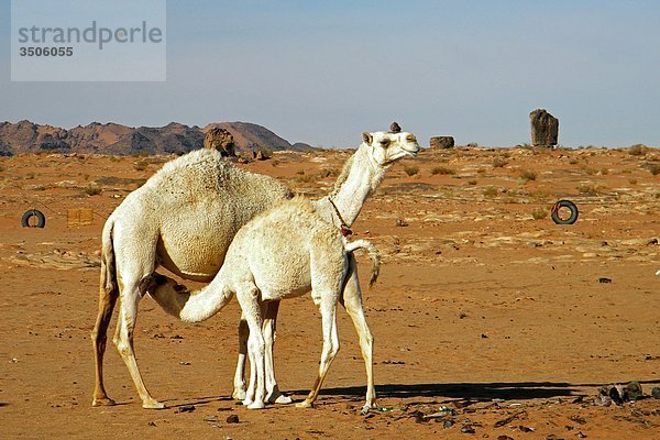 Saudi-Arabien  Dromedar Camelin der Wüste
