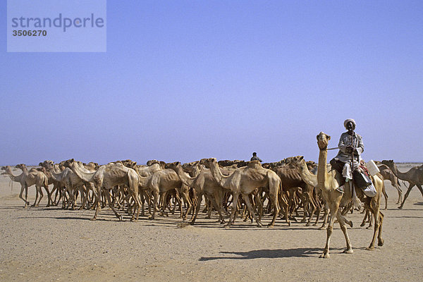Afrika  Sudan  Nubien  Camel Herde
