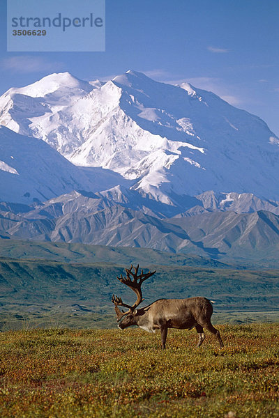 Caribou und Nordseite der Mt Mckinley fallen IN Alaska