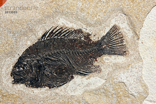 50 Millionen Jahre alten Fischfossil  Phareodus