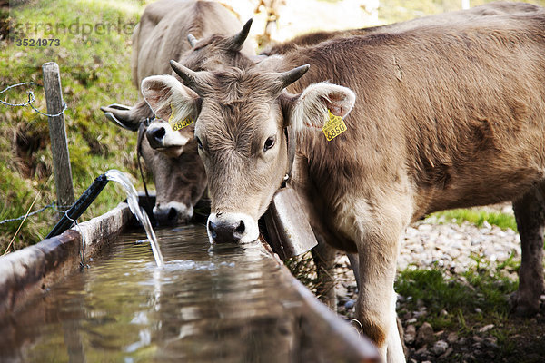 Rinder trinken aus einem Wassertrog  Flachwinkelansicht