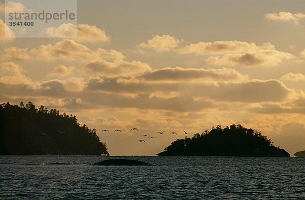 Herde von Whopper Swan über Meer in der Abenddämmerung fliegen