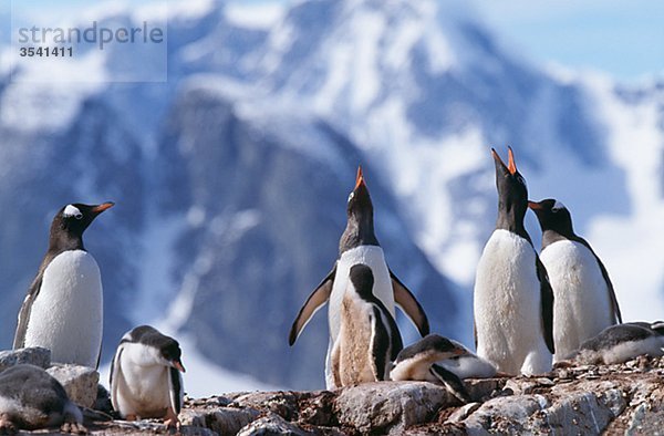 Gruppe von Pinguinen