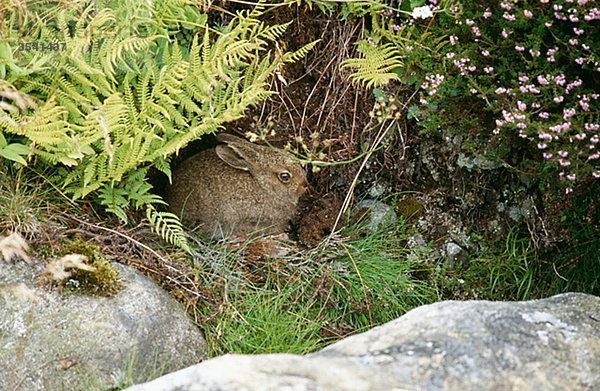Versteckt unter den Felsen und Gras Hase