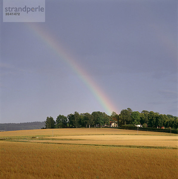 Ansicht der Regenbogen über Feld