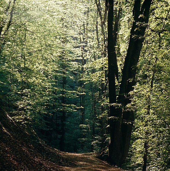 Spur Wald
