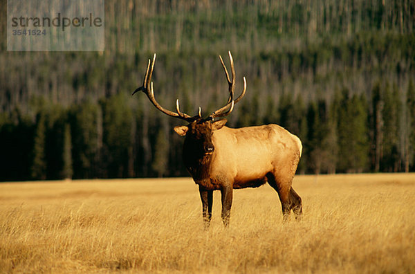 Elk Standing im Feld