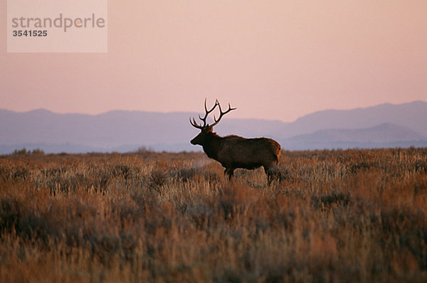 Elk Standing im Feld