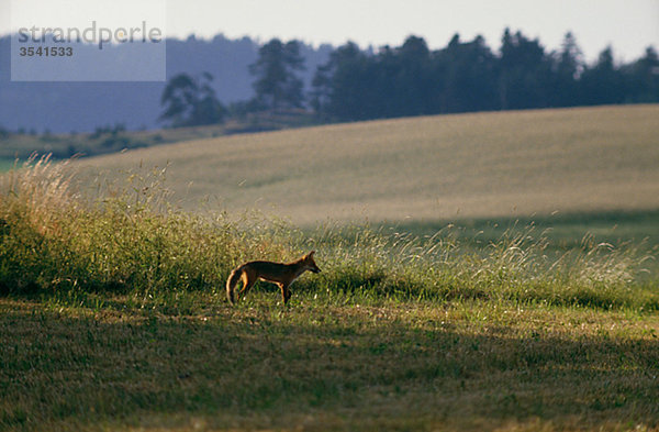 Ansicht der Fuchs im Feld