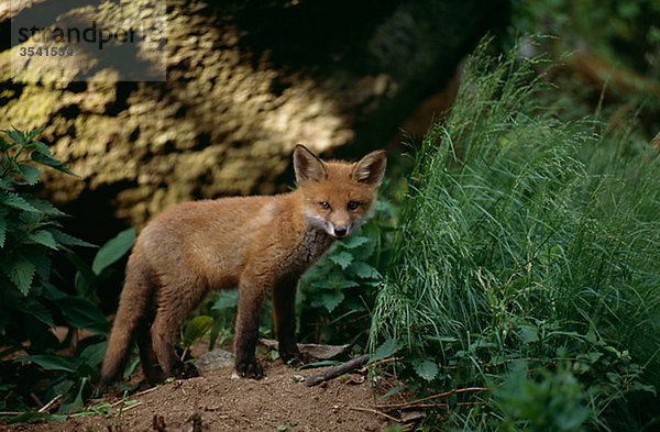 Fox Cub Standing von Gras  Nahaufnahme