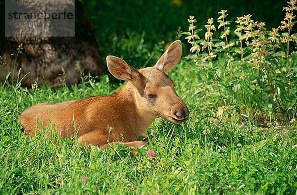 Junge Elk auf Gras  Nahaufnahme
