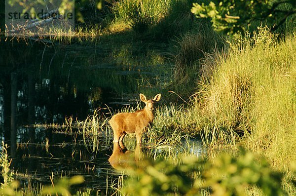 Junge Elk Standing in Wasser