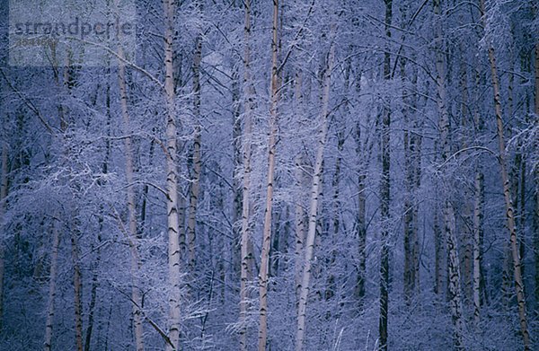 Ansicht von Schnee bedeckt Laubwald