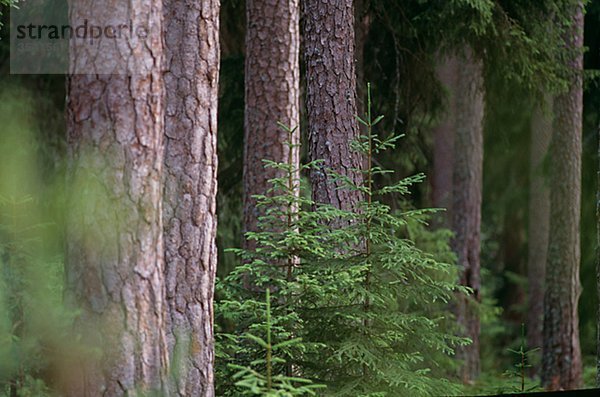 Ansicht der Nadelwald