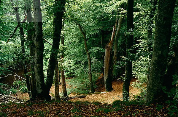Ausblick Buche Bäume im Wald