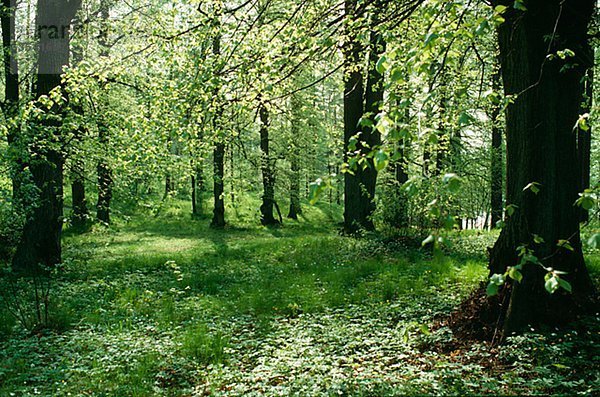 Ansicht der Laubwald