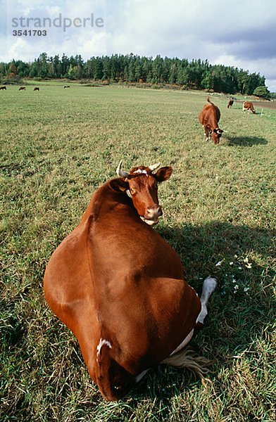 Ansicht des im Feld grasende Kühe