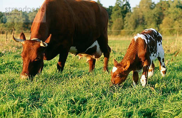 Kuh und Kalb Beweidung in Feld