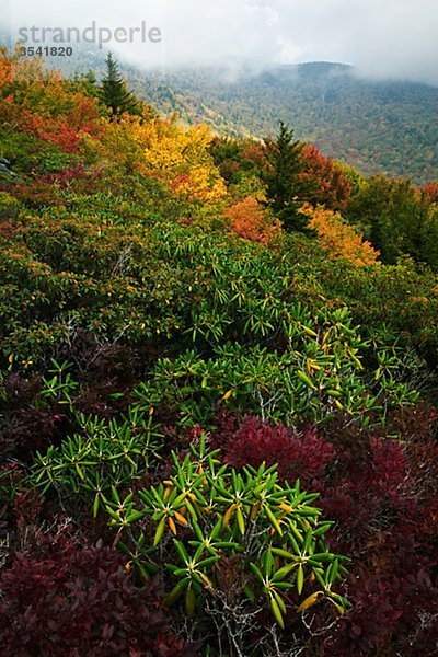 Nordamerika  USA  North Carolina  Ansicht von Rhododendron im Herbst