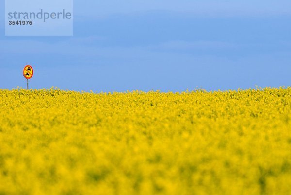 Skandinavien  Schweden  Östergötlands  Straße Schilder im Feld