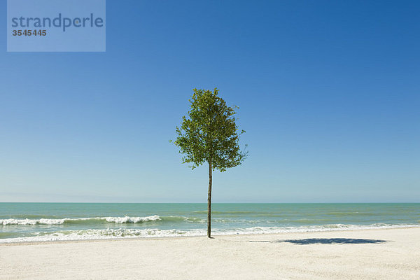 Der einsame Baum wächst am Strand