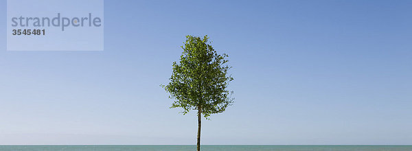 Einsamer Baum und blauer Himmel