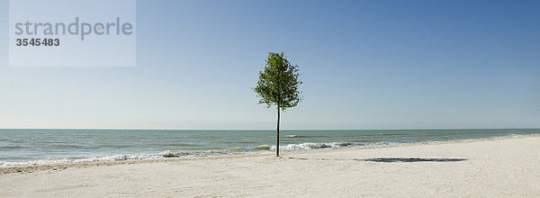 Der einsame Baum wächst am Strand