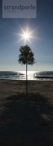 Sonnenaufgang über Baum am Strand