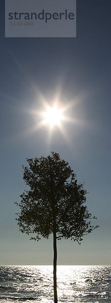 Sonnenaufgang über Baum  Meer im Hintergrund