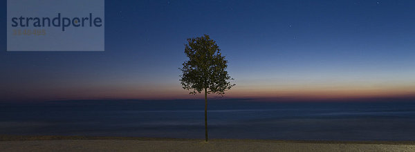 Baum am Strand in der Abenddämmerung