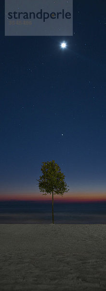 Baum wächst am Strand  Abenddämmerung