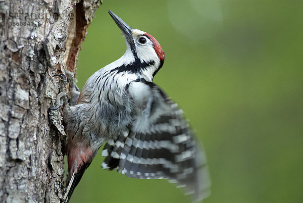 Männlich Woodpecker  Polen